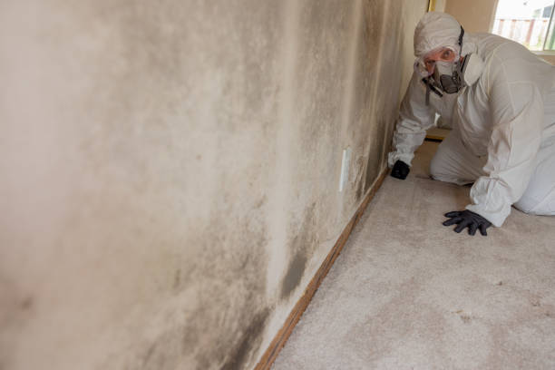 Best Post-Remediation Verification Testing  in Hackleburg, AL
